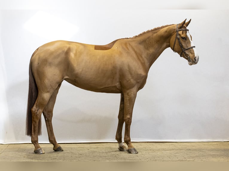 Belga Giumenta 6 Anni 173 cm Sauro in Waddinxveen