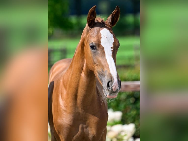 Belga Giumenta 6 Anni 173 cm Sauro in Waddinxveen