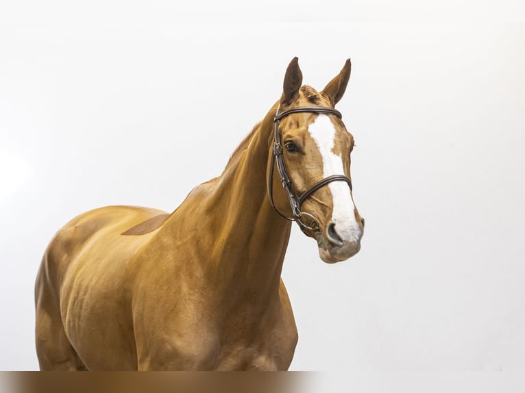 Belga Giumenta 6 Anni 173 cm Sauro in Waddinxveen