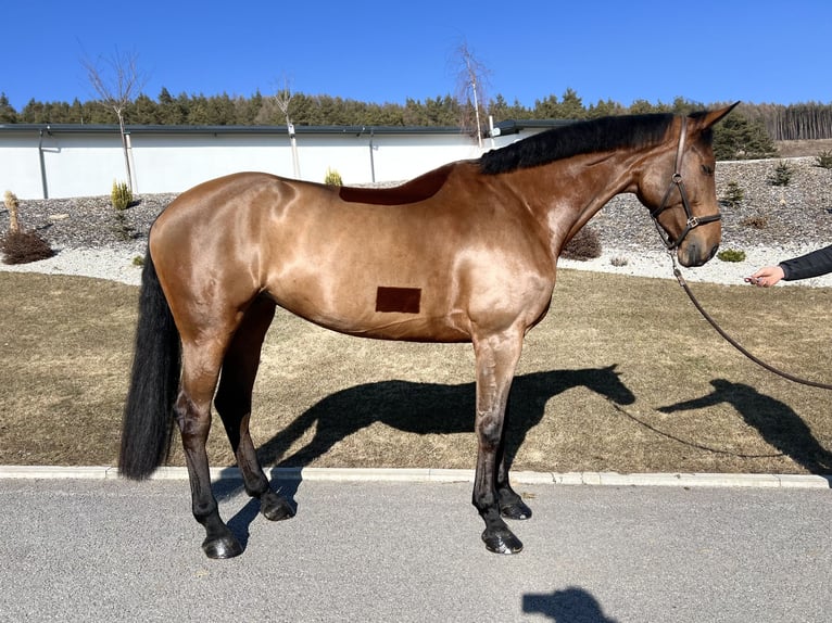 Belga Giumenta 6 Anni 177 cm Baio in Wijchmaal