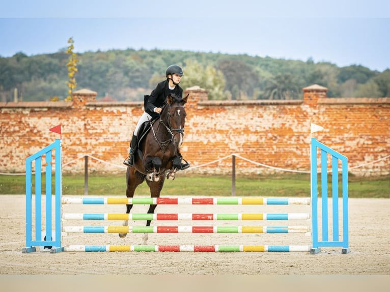 Belga Giumenta 6 Anni Baio scuro in Grzmiąca