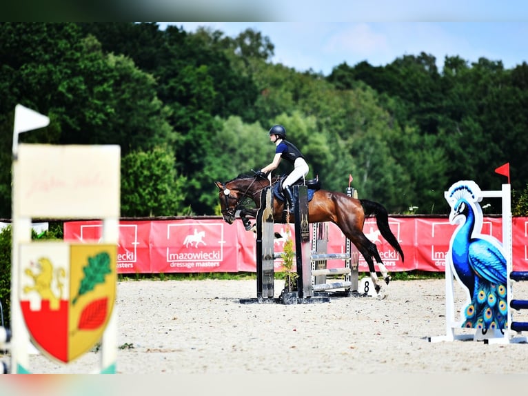 Belga Giumenta 6 Anni Baio scuro in Grzmiąca