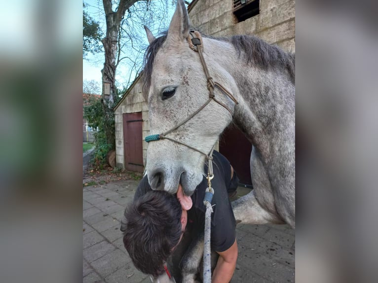 Belga Mix Giumenta 7 Anni 152 cm Falbo baio in Nederweert-Eind