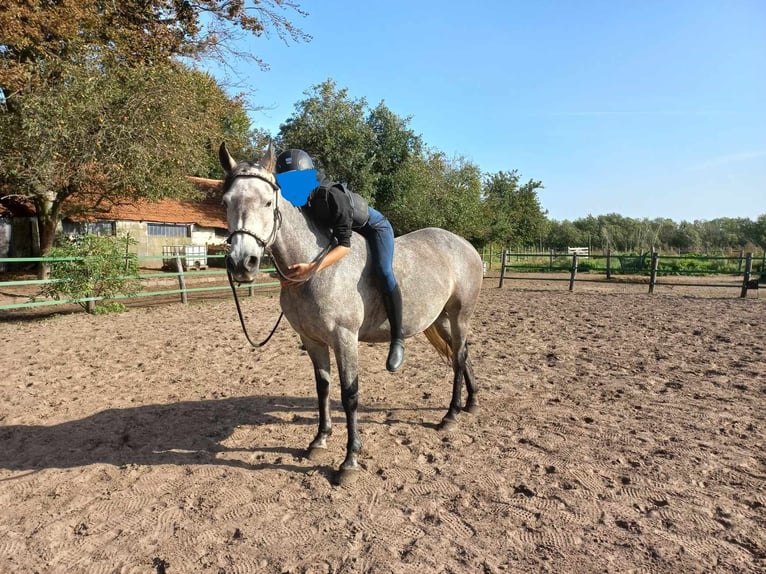 Belga Mix Giumenta 7 Anni 152 cm Falbo baio in Nederweert-Eind