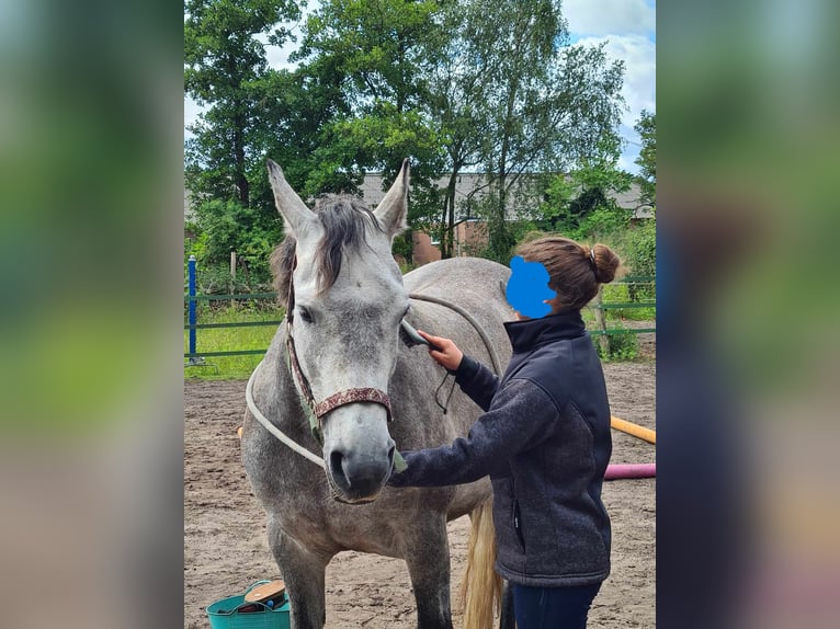 Belga Mix Giumenta 7 Anni 152 cm Falbo baio in Nederweert-Eind