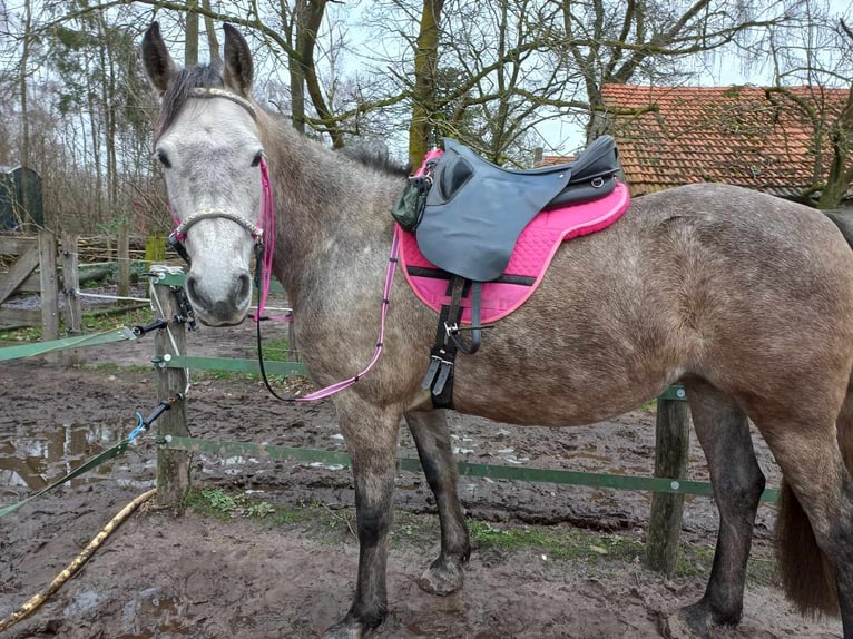 Belga Mix Giumenta 7 Anni 152 cm Falbo baio in Nederweert-Eind