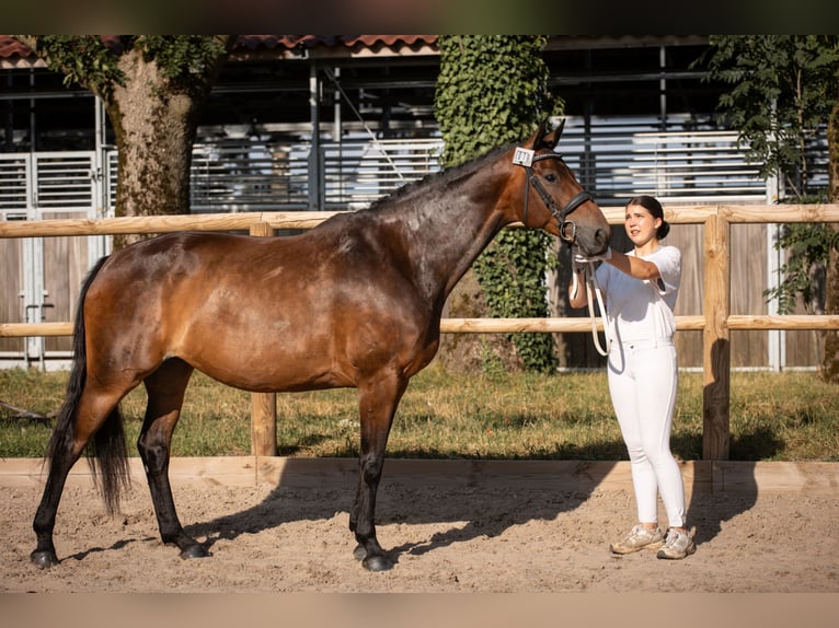 Belga Giumenta 7 Anni 161 cm Baio nero in Steinbrunn-le-bas