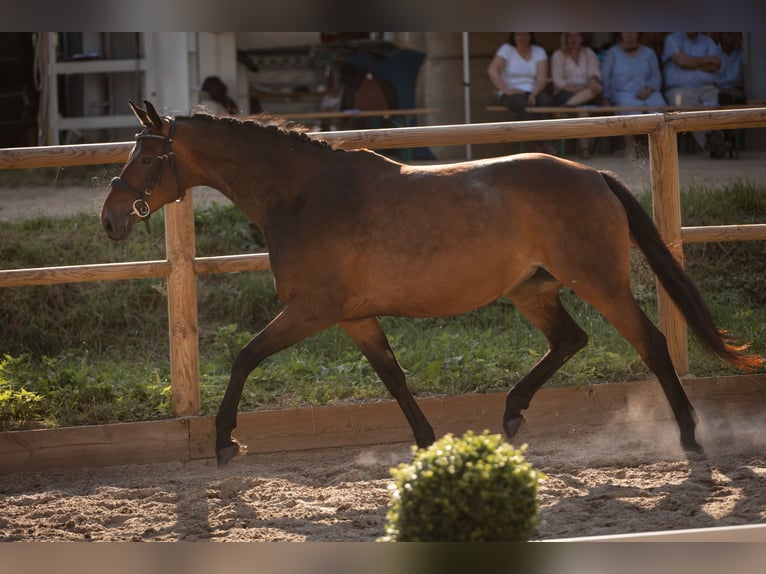 Belga Giumenta 7 Anni 161 cm Baio nero in Steinbrunn-le-bas