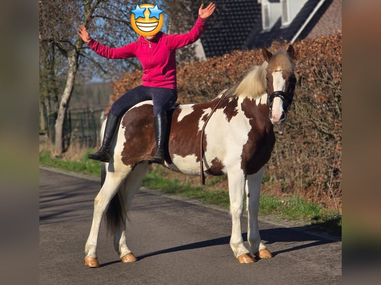 Belga Giumenta 7 Anni 162 cm Pezzato in Someren