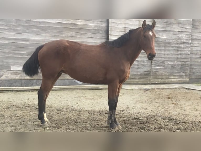 Belga Giumenta 7 Anni 167 cm Baio in Oosterzele