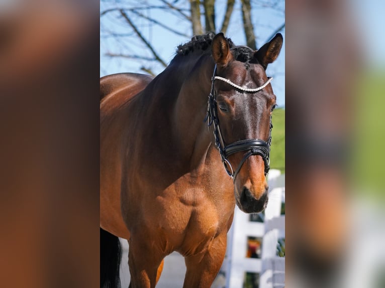 Belga Giumenta 7 Anni 168 cm Baio in Nettersheim