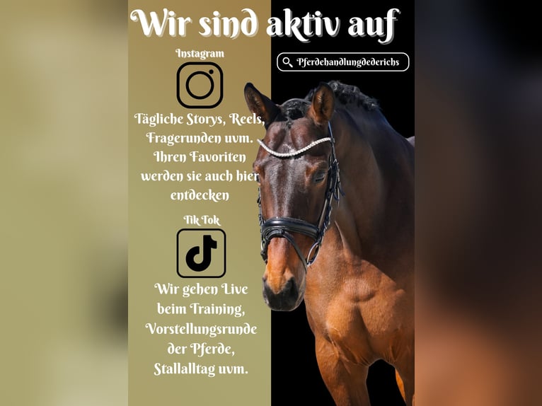 Belga Giumenta 7 Anni 168 cm Baio in Nettersheim