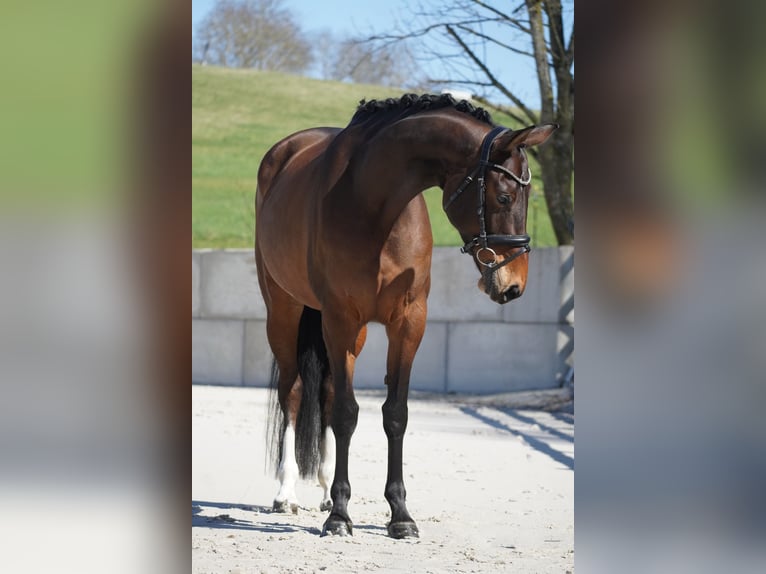 Belga Giumenta 7 Anni 168 cm Baio in Nettersheim