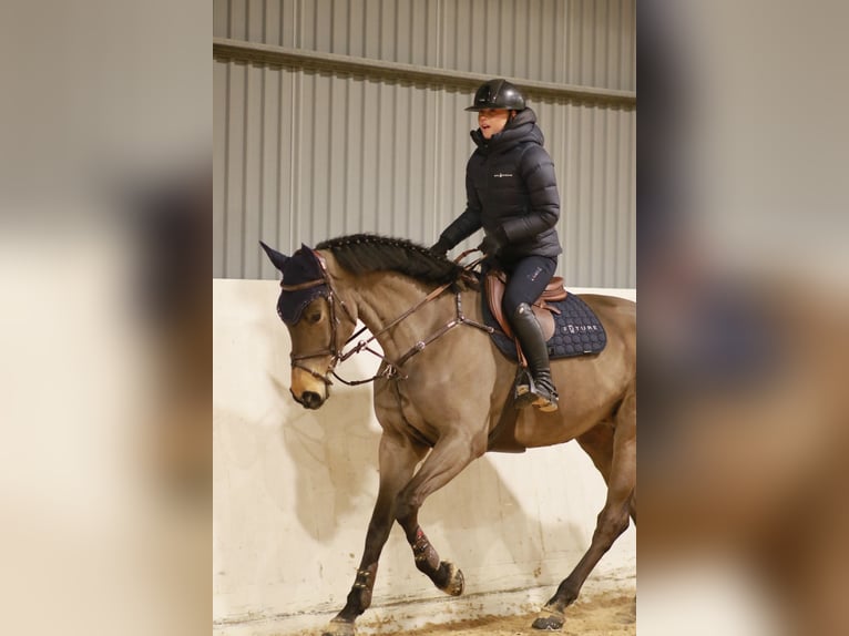 Belga Giumenta 7 Anni 168 cm Baio in Stockholm