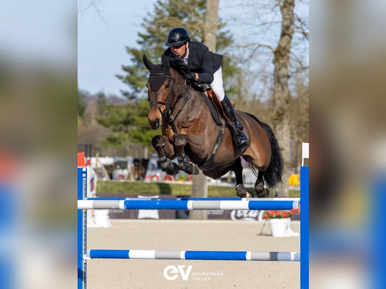 Belga Giumenta 7 Anni 168 cm Baio ciliegia in Saint-Pierre-de-Coutances