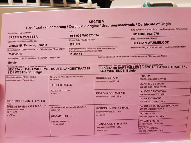 Belga Giumenta 7 Anni 170 cm Baio in Wervik