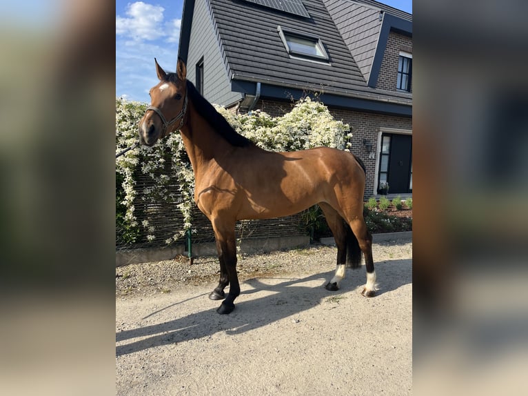 Belga Giumenta 7 Anni Baio in HumbeekG