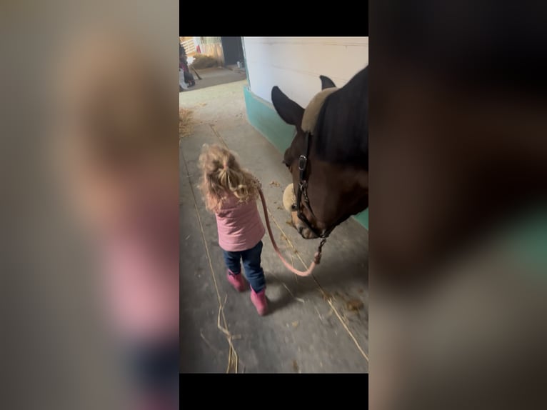 Belga Giumenta 7 Anni Baio scuro in Grevenbroich