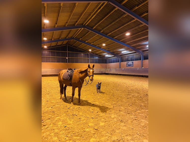 Belga Giumenta 8 Anni 164 cm Sauro in Krefeld