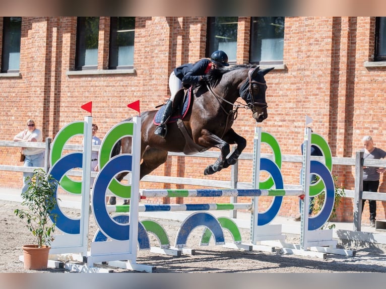 Belga Giumenta 8 Anni 166 cm Baio scuro in Sint-Lambrechts-Herk