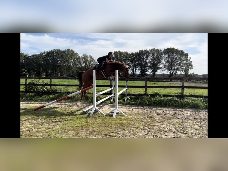 Belga Giumenta 8 Anni 166 cm Sauro in Neerglabbeek