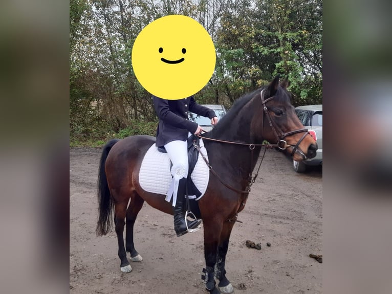 Belga Giumenta 9 Anni 136 cm Baio in Geel