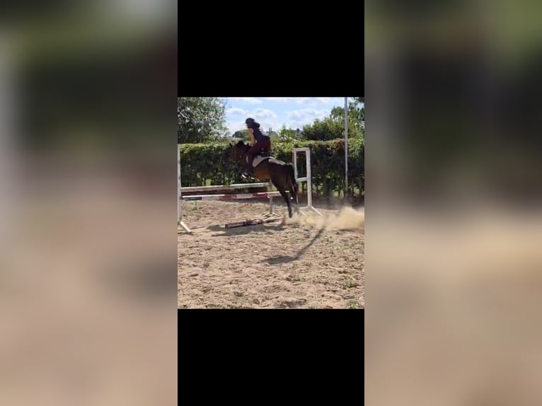 Belga Giumenta 9 Anni 136 cm Baio in Geel