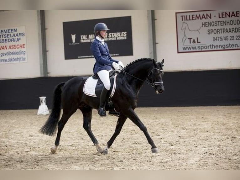 Belga Giumenta 9 Anni 144 cm Baio nero in Liège