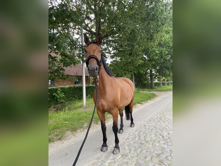 Belga Giumenta 9 Anni 162 cm Baio in Oostakker