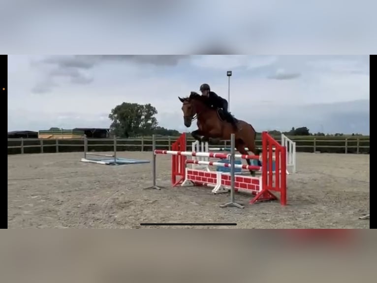 Belga Giumenta 9 Anni 162 cm Baio in Oostakker