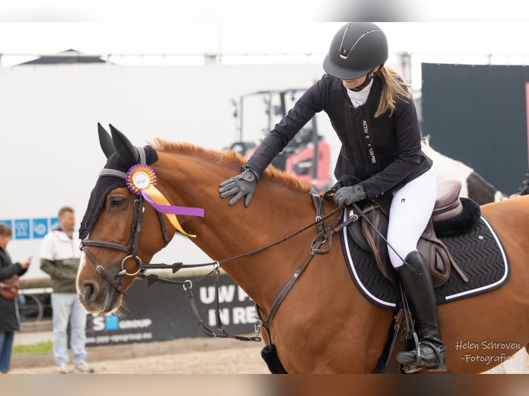 Belga Giumenta 9 Anni 163 cm Sauro in Affligem