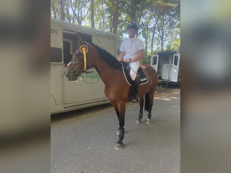 Belga Giumenta 9 Anni 165 cm Baio in Kalmthout