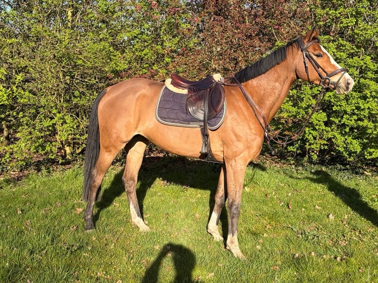 Belga Giumenta 9 Anni 165 cm Baio ciliegia in Bois-Guillaume
