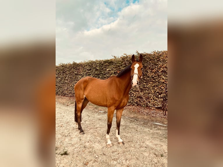 Belga Giumenta 9 Anni 165 cm Baio scuro in Belsele