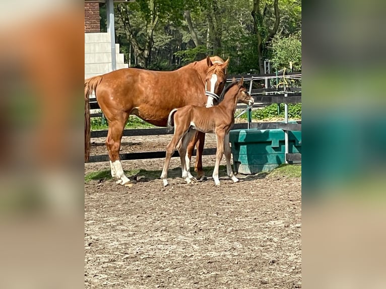 Belga Giumenta 9 Anni 165 cm Sauro in Marl