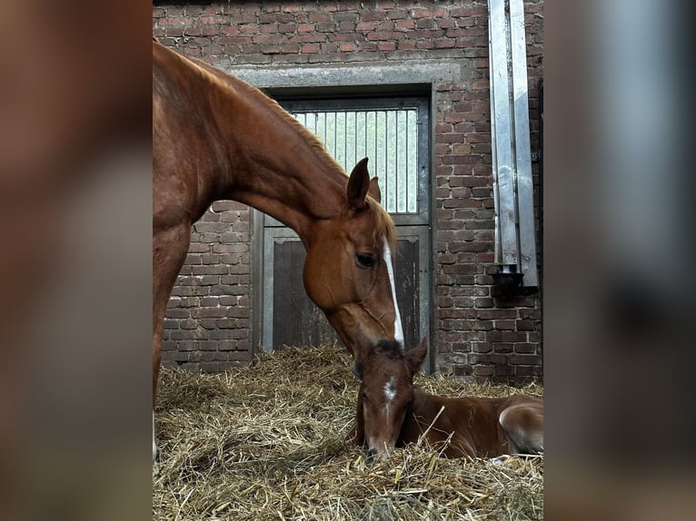 Belga Giumenta 9 Anni 165 cm Sauro in Marl