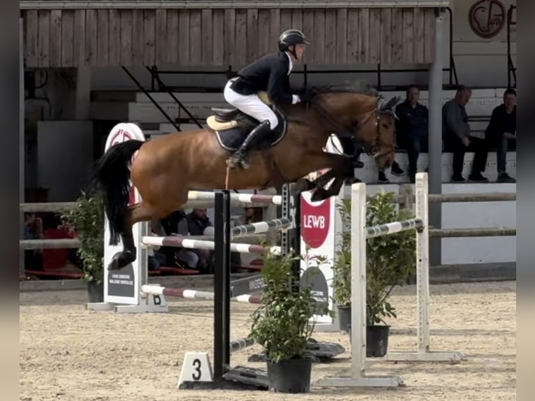 Belga Giumenta 9 Anni 170 cm Baio scuro in Enghien