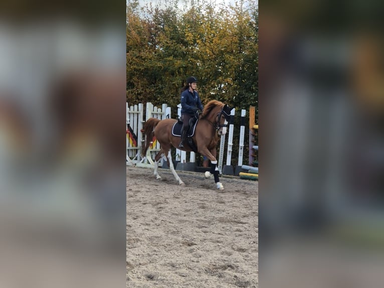 Belga Giumenta 9 Anni 170 cm Sauro in Ingolstadt