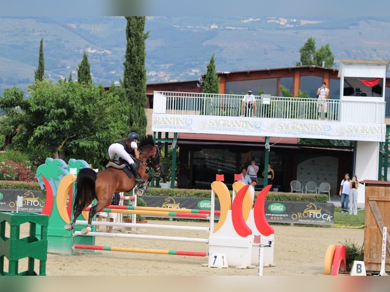 Belga Giumenta 9 Anni 175 cm Baio in Lama