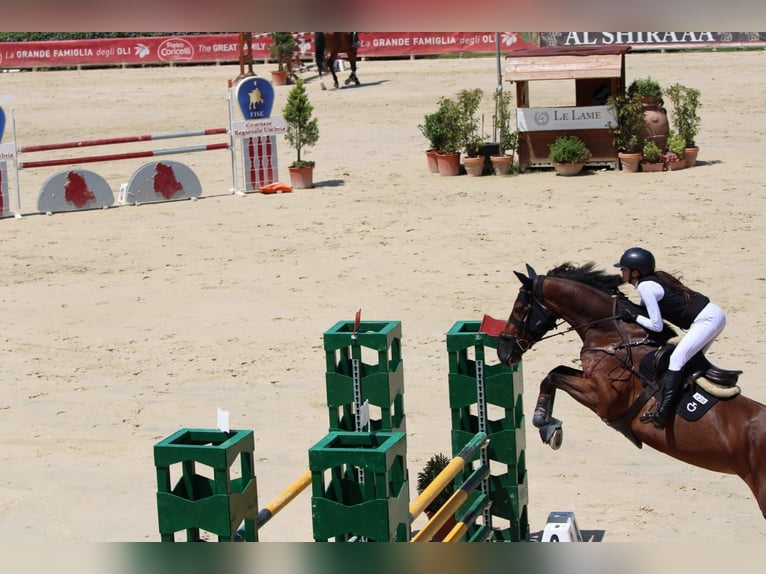 Belga Giumenta 9 Anni 175 cm Baio in Lama