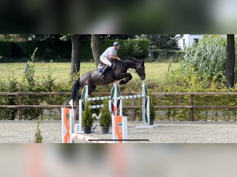 Belga Giumenta 9 Anni 181 cm Baio scuro in Peer