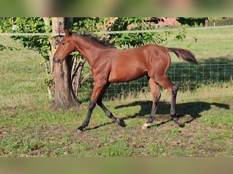 Belga Giumenta  170 cm Baio in Ieper