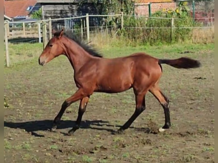 Belga Giumenta  170 cm Baio in Ieper