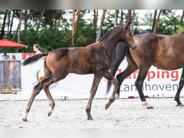 Belga Giumenta Puledri (05/2026) Baio scuro in WommelgemWommelgem