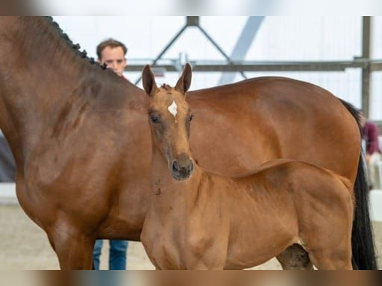 Belga Giumenta  Sauro scuro in Torhout