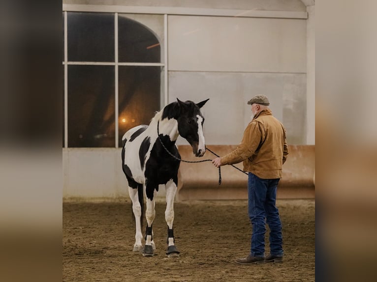 Belga Stallone 14 Anni 170 cm Pezzato in Cadelbosco di sotto Reggio Emilia