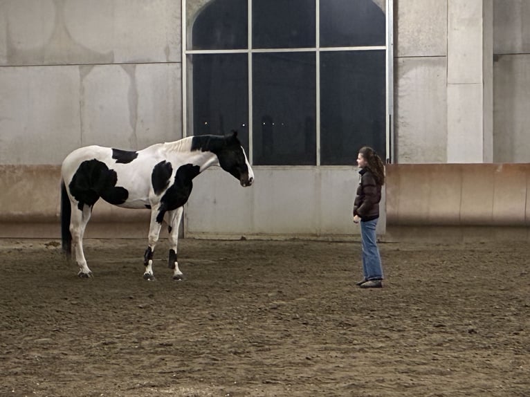Belga Stallone 14 Anni 170 cm Pezzato in Cadelbosco di sotto Reggio Emilia
