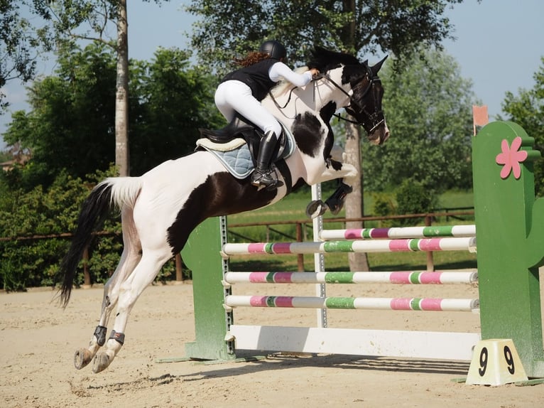 Belga Stallone 14 Anni 170 cm Pezzato in Cadelbosco di sotto Reggio Emilia