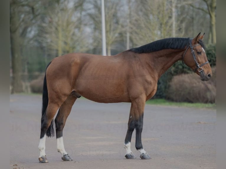 Belga Stallone 16 Anni 168 cm Baio in Olen