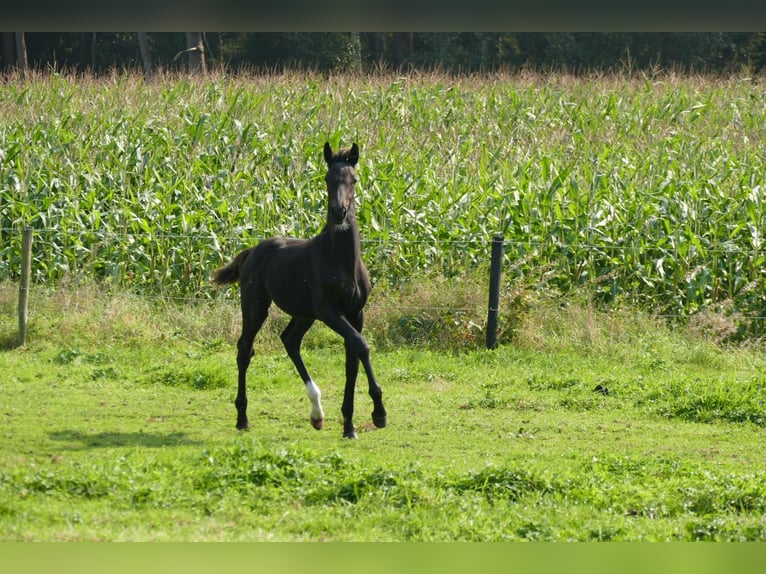 Belga Stallone 1 Anno 140 cm Baio nero in Bocholt